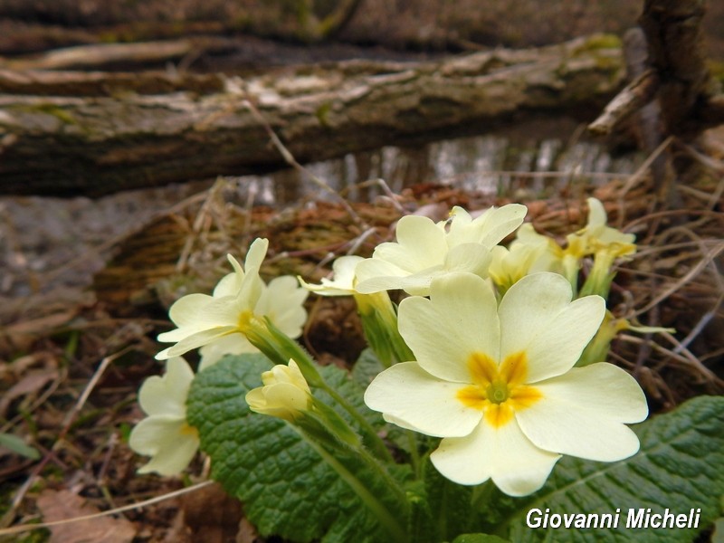 Parco del Ticino 21.3.15